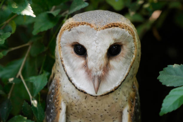 Barn owl (Tyto alba) close up shoot among the leaves