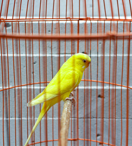 istock yellow parakeet in an iron cage 2168963350