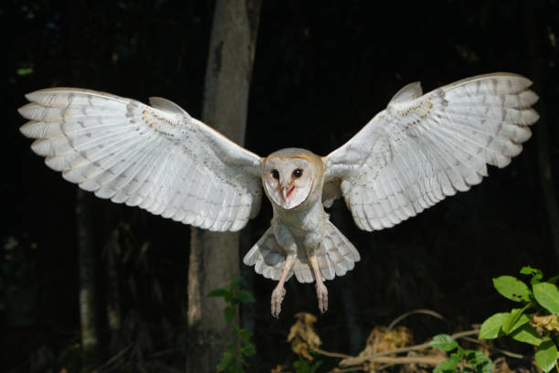 Barn owl preening on black background