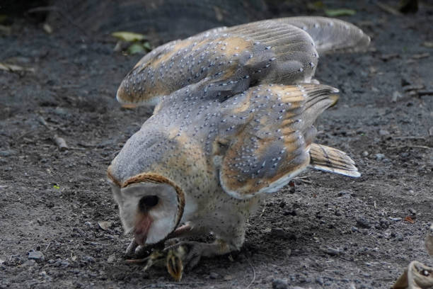 Barn Owl (Tyto alba) hunting and catching its prey on the ground