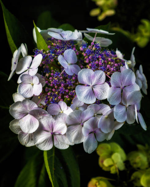Hydrangea commonly named the hortensia, is a genus of more than 70 species of flowering plants native to Asia and the Americas. Most are shrubs 1–3 m  tall, but some are small trees, and others lianas reaching up to 30 m by climbing up trees. They can be either deciduous or evergreen, though the widely cultivated temperate species are all deciduous. The text was written by myself