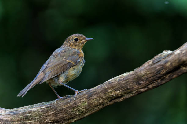 istock Juvenile European Robin in the  forest 2168971043