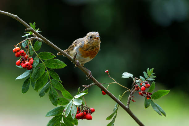 istock Juvenile European Robin in the  forest 2168971130