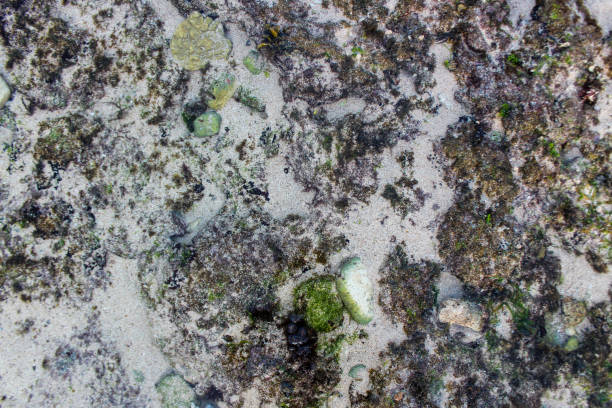 istock background image of a beach environment that includes sand, rocks, shells and seaweed 2168976448