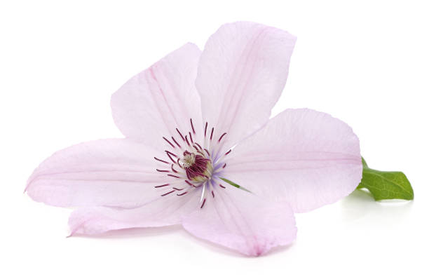 istock Purple clematis and leaves. 2168977934