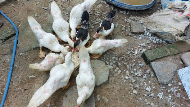 istock a flock of white ducks are eating 2168980164