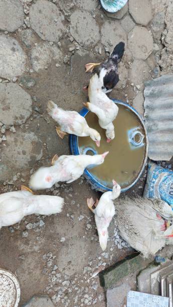 istock a flock of white ducks are eating 2168980215