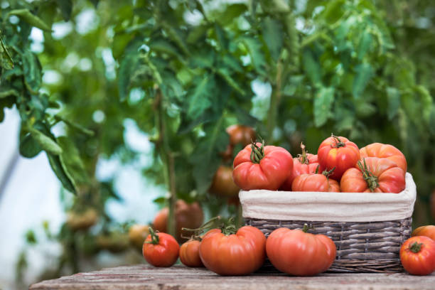 istock Tomatoes vegetable garden, organic products 2168980702