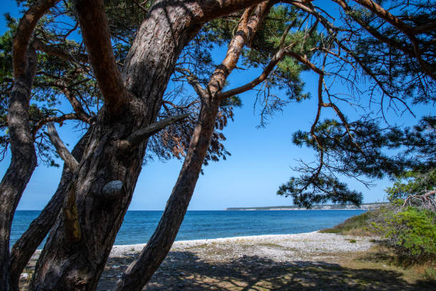 Ihreviken, Gotland, Sweden at summer
