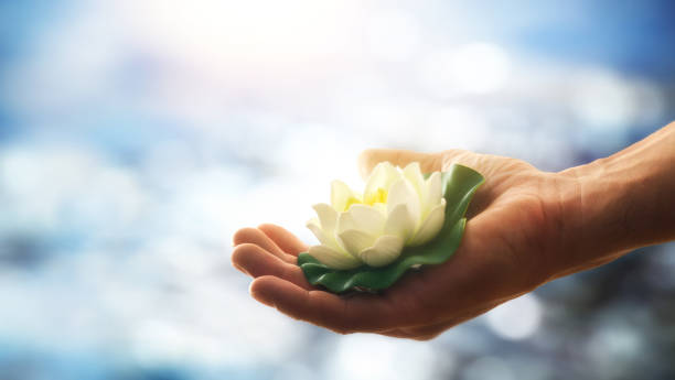 istock Hand holding a white water lily with water background 2168983908