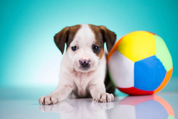 Portrait of the puppy, Dogs in love
