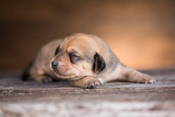 A dog lying on top of garbage bags. Despite the unconventional resting place, the dog appears content and at ease, perhaps finding comfort amidst the chaos. The image provokes reflection on the resilience and adaptability of animals in urban environments.