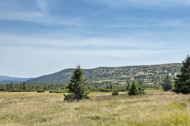 Czech view of Karkonosze Mountains hills with trees and meadows