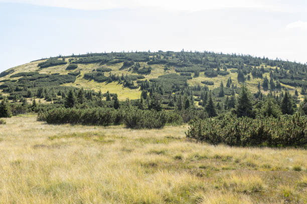 Czech view of Karkonosze Mountains hills with trees and meadows