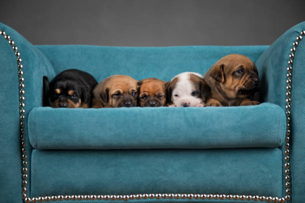 istock Little puppies sleeping in bed 2168988182