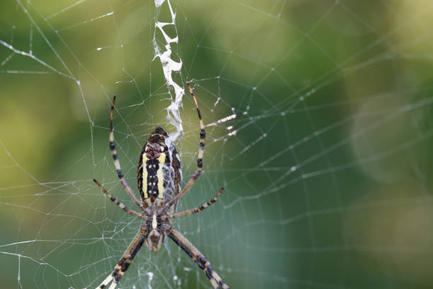 istock large yellow and black orb-weaver spider on web with blurred background 2168988530