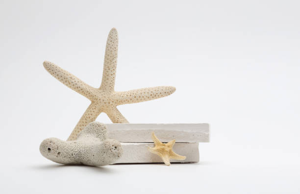 istock Stack stones platform podium, starfish, coral  on gray light copy spase background. Minimal empty display product presentation scene. 2168989025