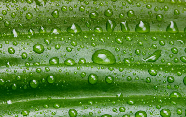 istock Green leaf with water drop. Nature horizontal background. 2168989139