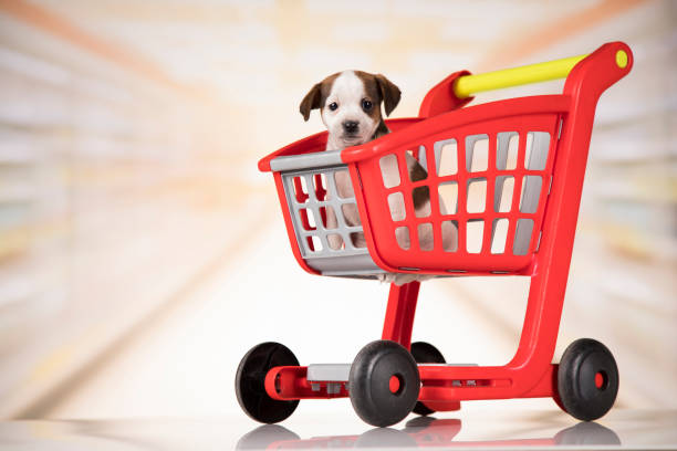 istock Dog in a shopping cart 2168990325