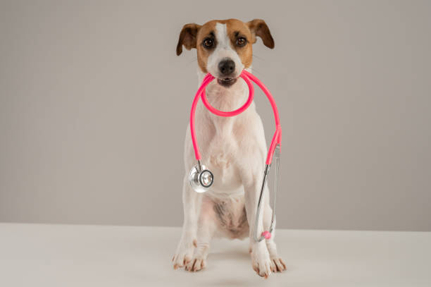 The veterinarian is conducting a physical examination for an elderly Labrador Retriever outdoors.