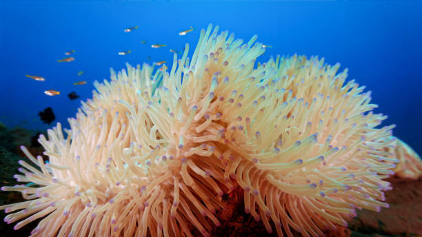 Underwater photo from a scuba dive in Bali