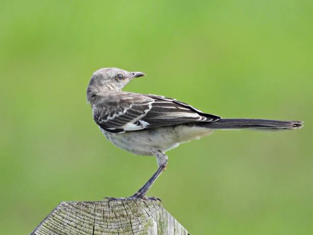 istock Northern Mockingbird (Mimus polyglottos) - immature, perched on a wood post 2168997002
