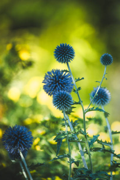 istock Garden summer theme - Globe thistle Echinops ritro amazing blue flowers Floral Pattern for Nature-Themed Decoration, Vibrant blue balls for Garden-Inspired Wallpaper or Desktop Background 2168997641