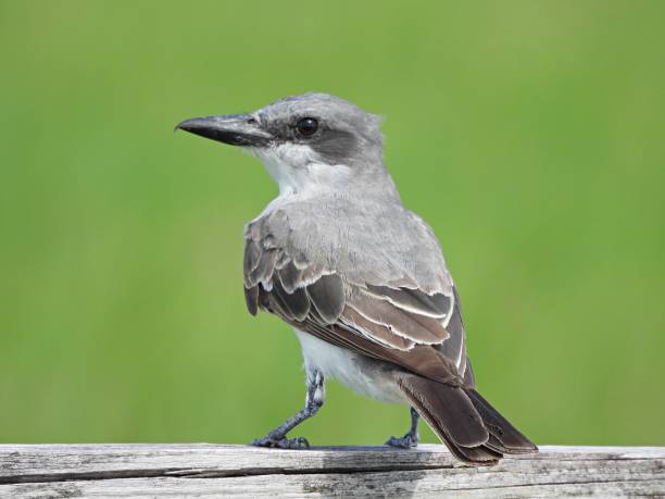 istock Gray Kingbird (Tyrannus dominicensis) -  perched on a wood railing 2169000085