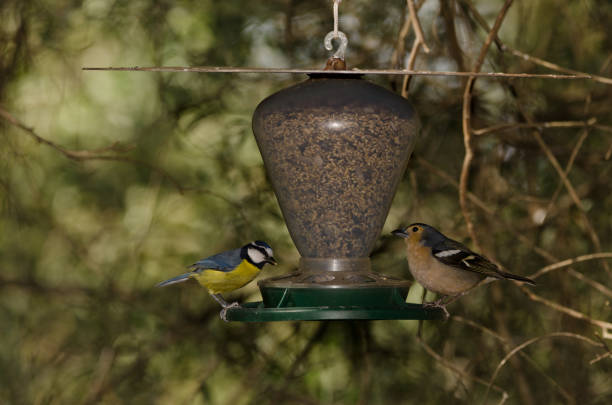 Juvenile Blue Tit clinging onto a feeder full of seeds in late Spring.
