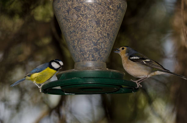 Male chaffinch Fringilla coelebs canariensis and African blue tit Cyanistes teneriffae hedwigii in a bird feeder. Gran Canaria. Canary Islands. Spain.