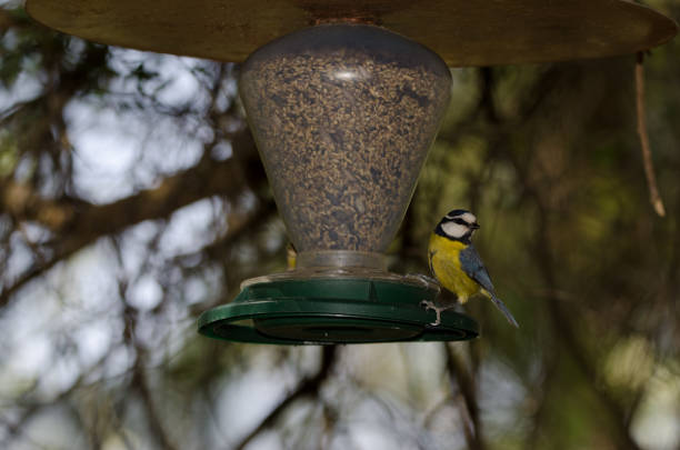 African blue tit Cyanistes teneriffae hedwigii eating seeds in a bird feeder. The Nublo Rural Park. Tejeda. Gran Canaria. Canary Islands. Spain.