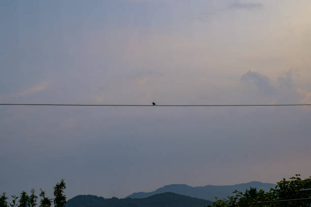 A little bird on an electric line against the evening sky.