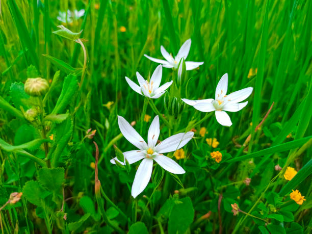 Art spring or summer nature background with blooming white flowers