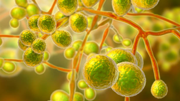 istock Candida auris fungi, illustration 2169003521