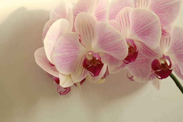 Soft focus Pink phalaenopsis orchid flower on beige wall with copy space. Selective soft focus. Minimalist still life. Light and shadow nature horizontal background.
