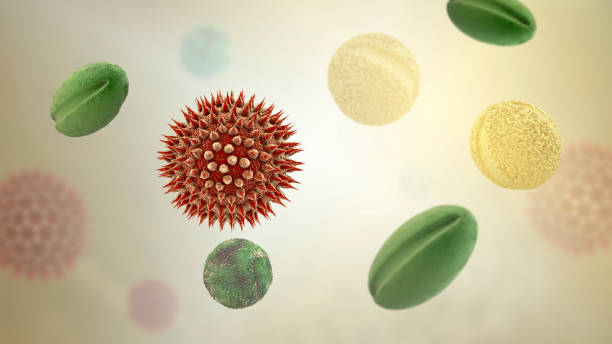 Pollen grains from different plants, computer illustration. Pollen grain size, shape and surface texture differ from one plant species to another, as seen here. The outer wall (exine) of the pollen in many plant species is highly sculpted which may assist in wind, water or insect dispersal. This pollen sculpting is also used by botanists to recognise plant species. Pores in the pollen wall help in water regulation and germination. These reproductive male spores produced by seed plants contain the male gametes. Pollen fertilises the female egg, with subsequent formation of plant seeds.
