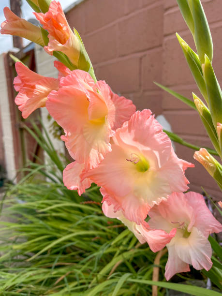 istock Peach coloured gladiolus in back yard 2169004342