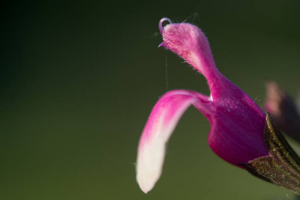 istock Autumn Sage close-up in profile view 2169005354
