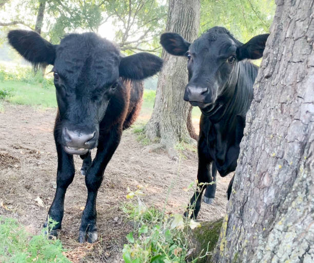 istock Black Angus Beef calves in the field with trees 2169005446
