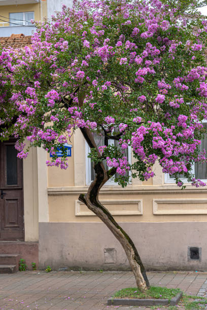 istock A tree with purple flowers is growing next to a building. 2169005579