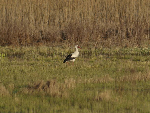 istock Stork bird walking in the meadow 2169006368