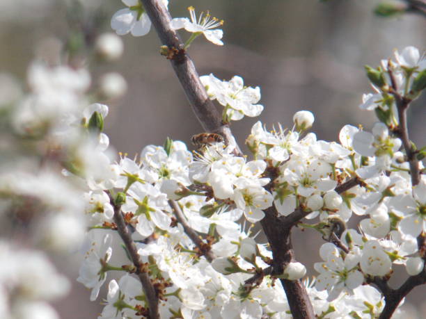 istock A bee collects pollen from a flower.Flowering trees. 2169006375