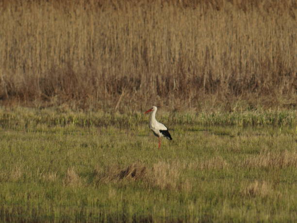 istock Stork bird walking in the meadow 2169006388