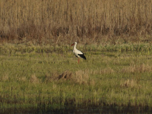 istock Stork bird walking in the meadow 2169006401