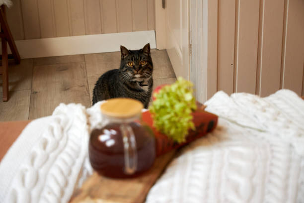 gray cat lying on the bed in the bedroom