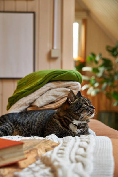 istock gray cat lying on the bed in the bedroom 2169010399