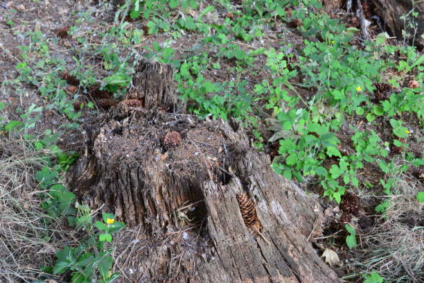 istock a tree stump with a hole in it and some green grass around it 2169010401