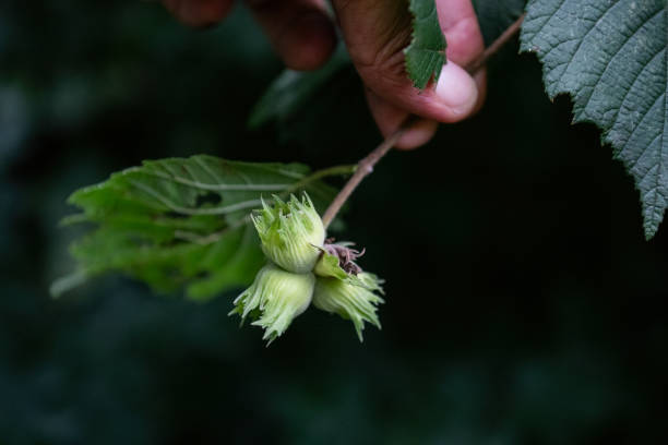 istock Hazelnut fruits on a hazelnut tree branch. 2169010457