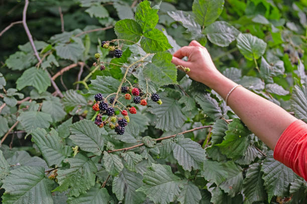 A woman picking blackberries from a branch.