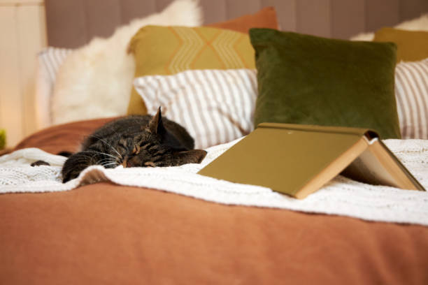 istock there's a book on the bed in a modern bedroom 2169010992